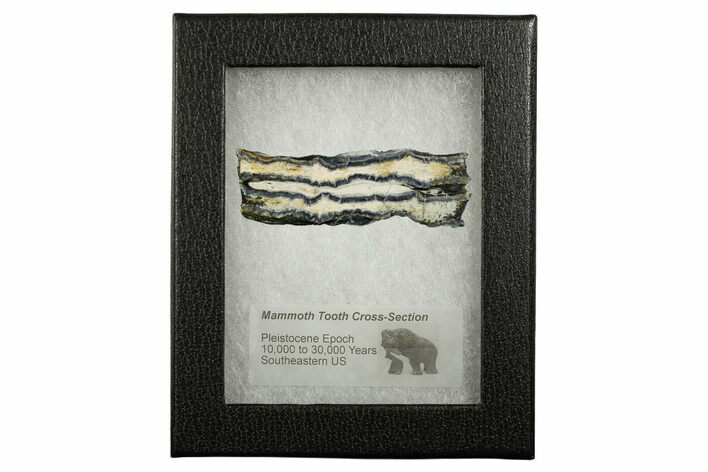 Mammoth Molar Slice With Case - South Carolina #349975